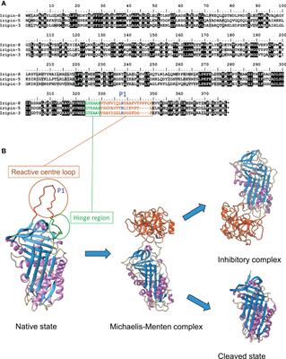 Serpins in Tick Physiology and Tick-Host Interaction